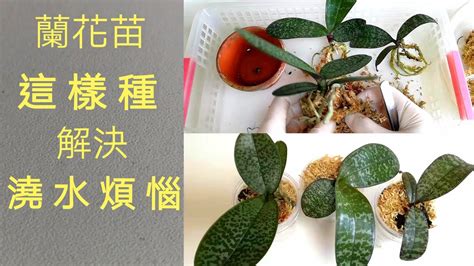 種植蘭花材料